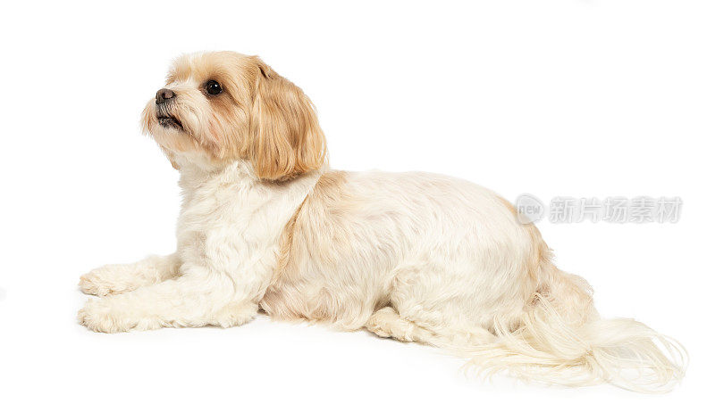 可爱的小狗躺在工作室拍摄的白色背景。西施犬和马尔济斯犬杂交