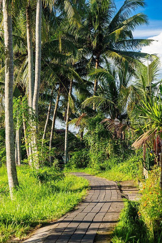 热带道路被棕榈树，绿草和本地植物环绕，蓝天下。巴厘岛,巴厘岛。