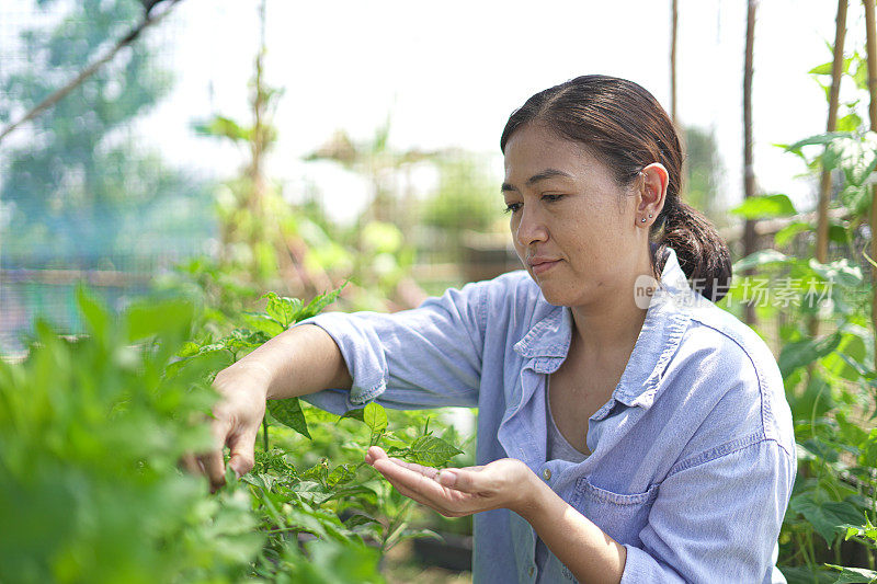 一个女人在花园里摘辣椒