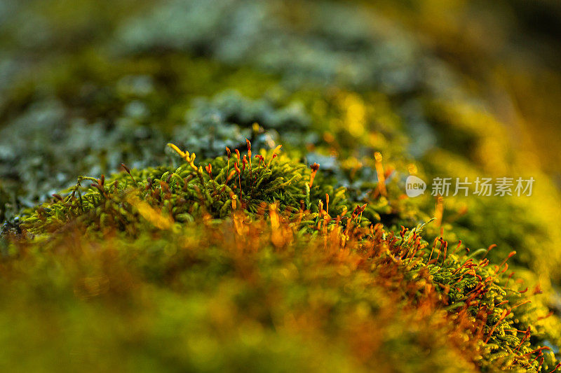 苔藓的背景。微距摄影。夕阳光