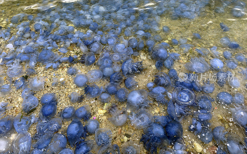 海滩浅水区的一大群蓝水母，