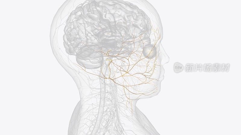 面神经是第七脑神经，携带控制面部运动和表情的神经纤维