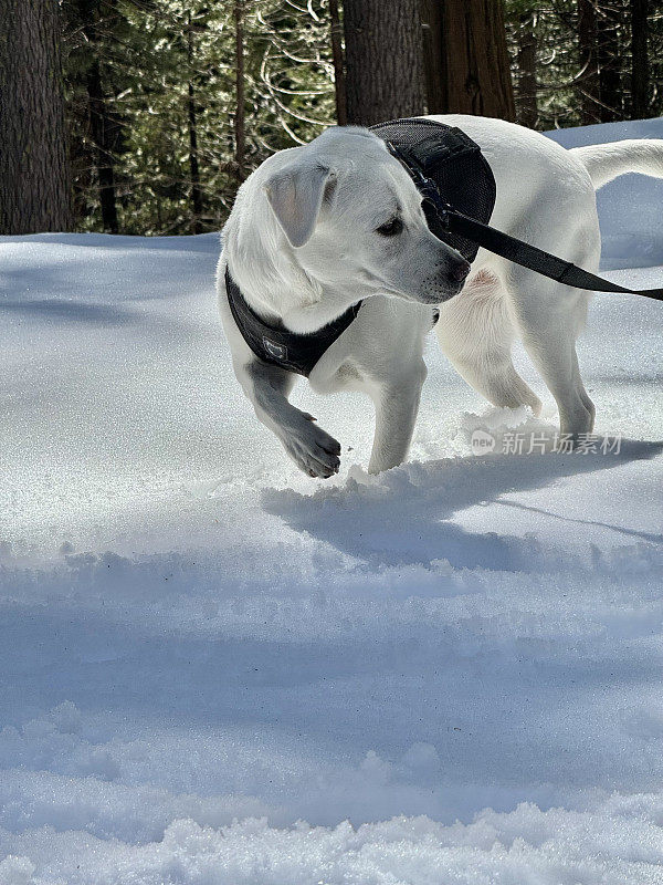 拉布拉多猎犬