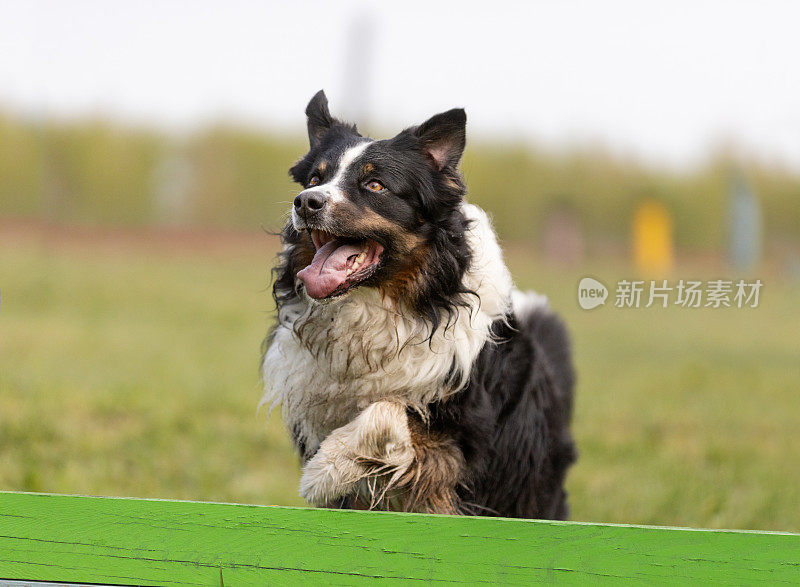 澳大利亚牧羊犬跳过训练场上的障碍