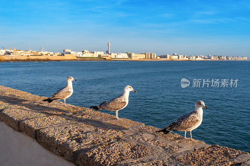 加的斯城市的天际线和海滩与海鸥在西班牙安达卢西亚