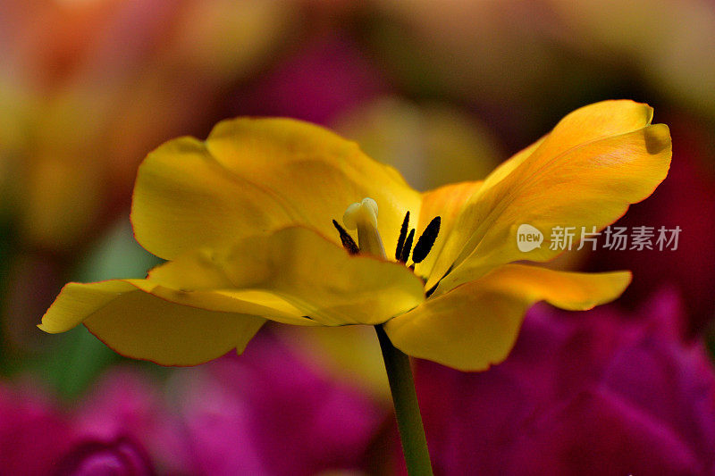 在昭和纪念公园盛开的郁金香花:彩色背景的一朵花