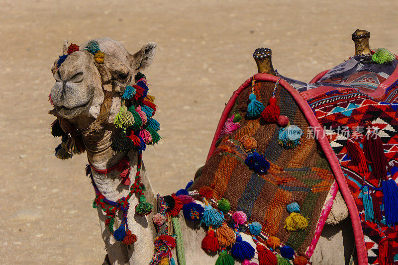可爱的沙漠骆驼盯着镜头，戴着五颜六色的马鞍