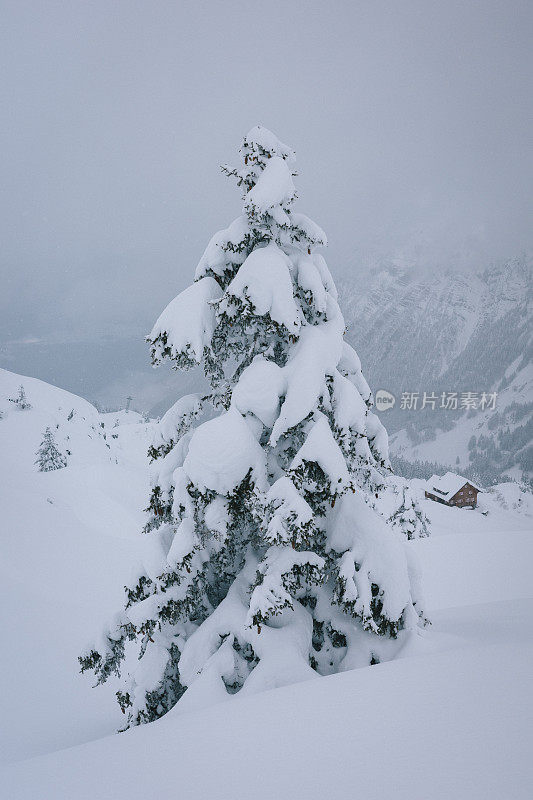 新鲜的粉雪覆盖了森林里的树