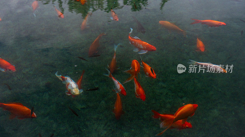 一群在池塘里游泳的鱼。这些鱼大多是橙色和黑色的。池塘是绿色的，浑浊的