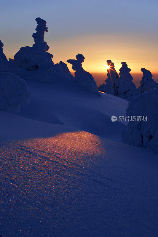 冬天日出，山顶上的云杉被雪覆盖