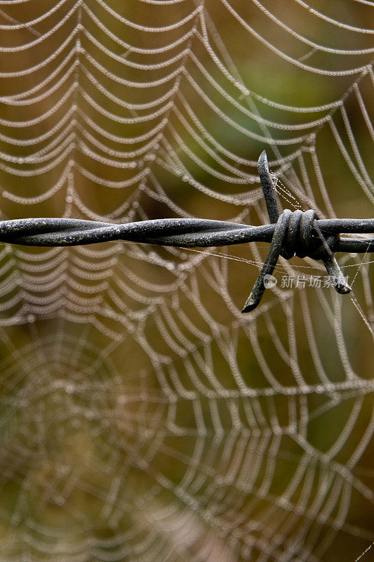 蜘蛛在有刺的铁丝网后面织网