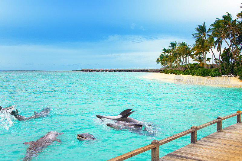 马尔代夫。海洋和热带岛屿上的海豚。
