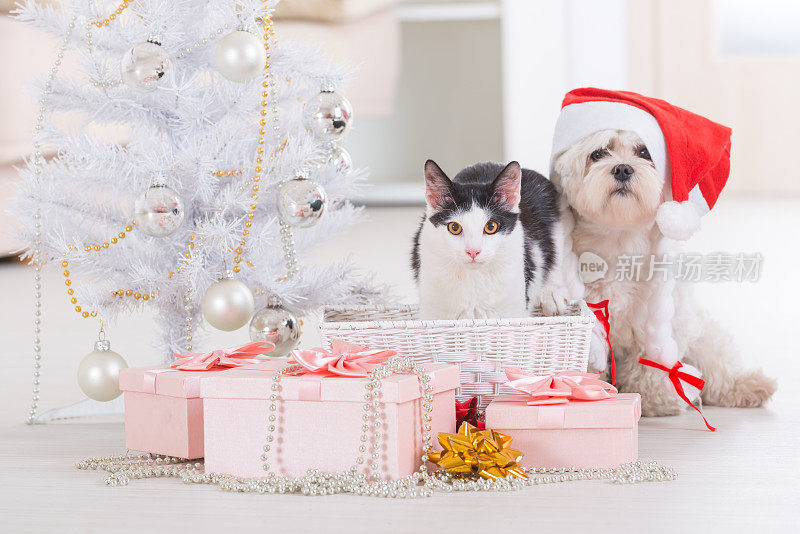 猫和小狗戴着圣诞老人的帽子