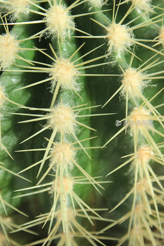 仙人掌的刺，多刺的绿色桶形室内植物