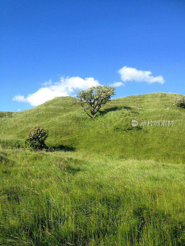 绿色的山坡在英国乡村，蓝天，老山楂树