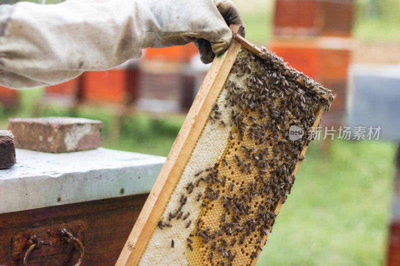 蜂巢养蜂人检查