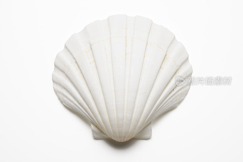 白色背景上的白色贝壳的孤立镜头