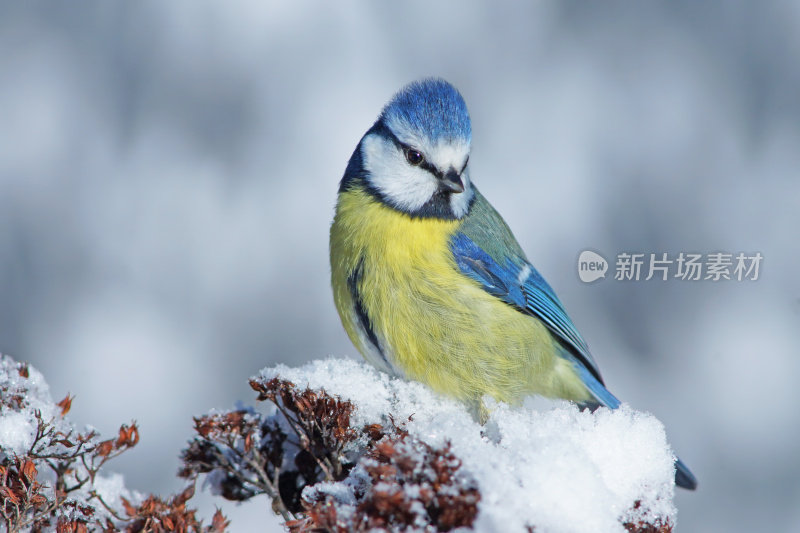 蓝山雀在冬季