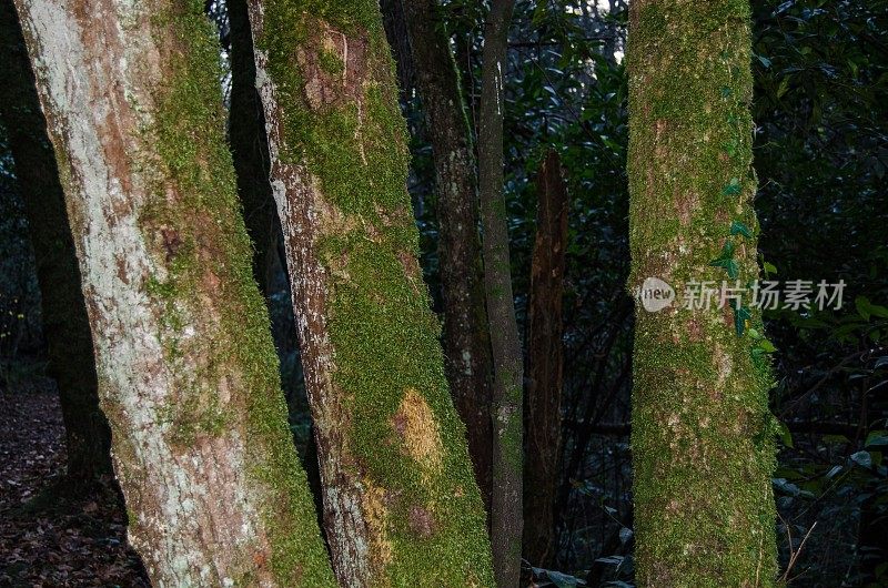 长满青苔的森林