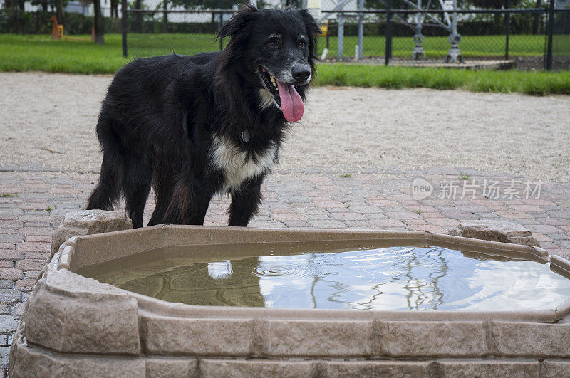 在狗公园游泳池里的平底猎犬