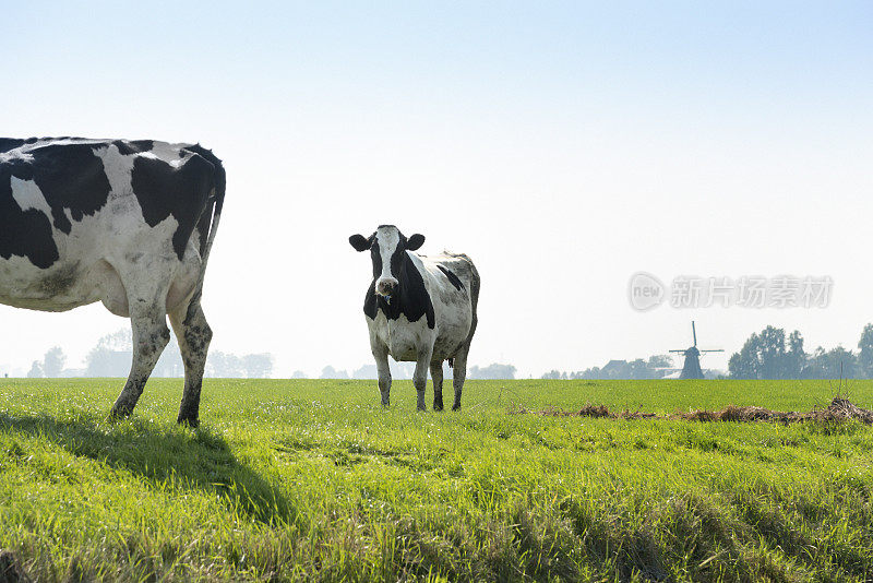两头牛在绿色的草地上。后面有风车
