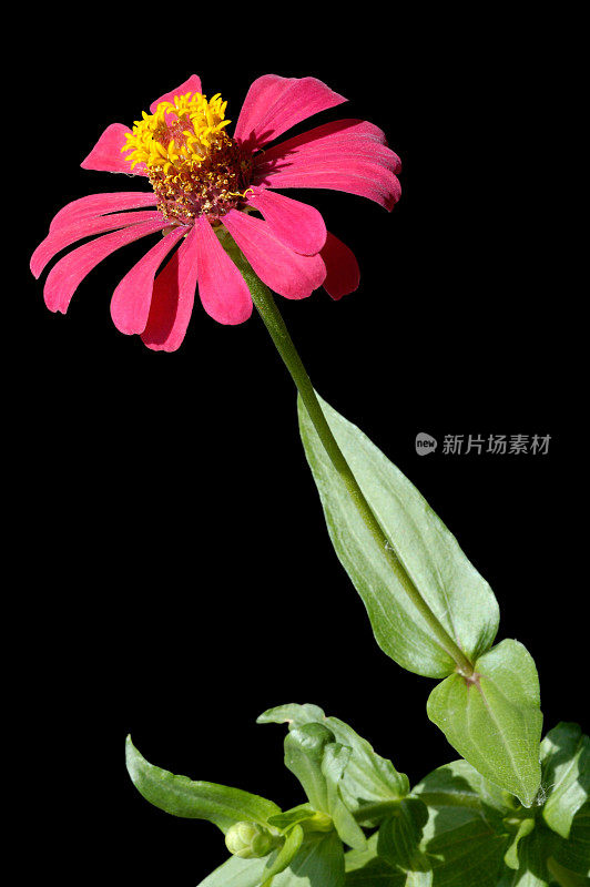 红色Zinnia