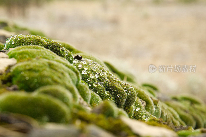 长满青苔的露水滴