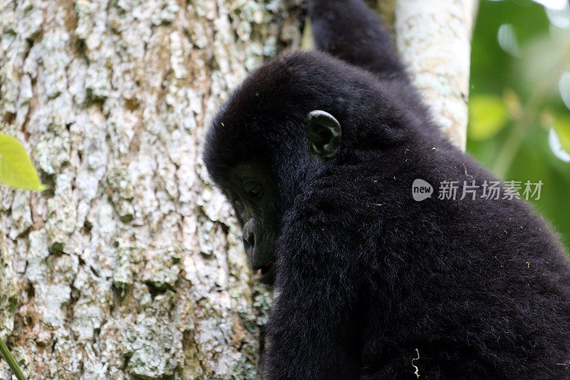 乌干达:小山地大猩猩正在爬树
