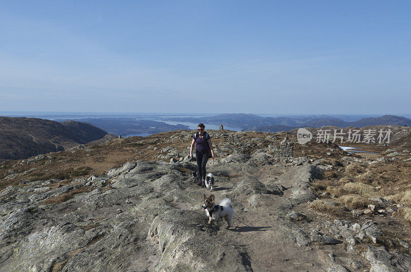 在卑尔根山区带着三只狗的女徒步旅行者