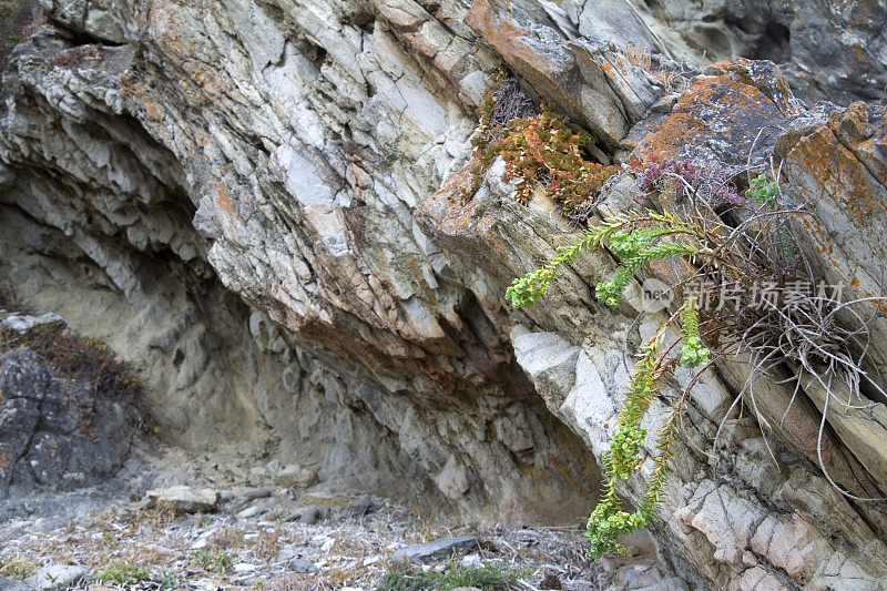 生长在澳大利亚悬崖边的小植物