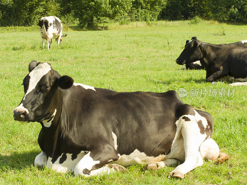 奶牛躺在田野里