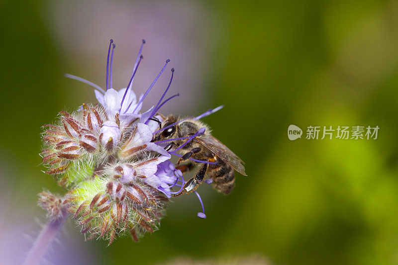 蜜蜂在紫色的凤仙花上