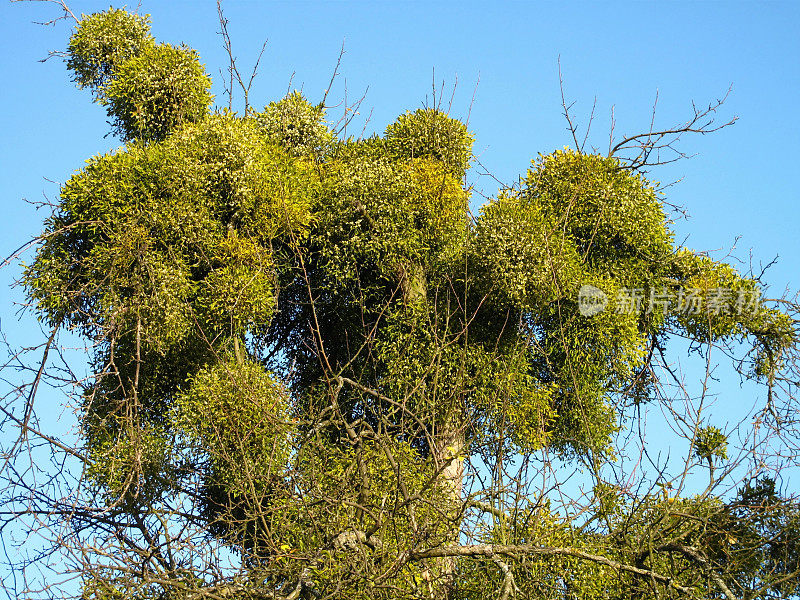 槲寄生植物-黏相册