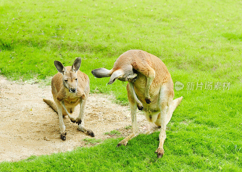 两个袋鼠