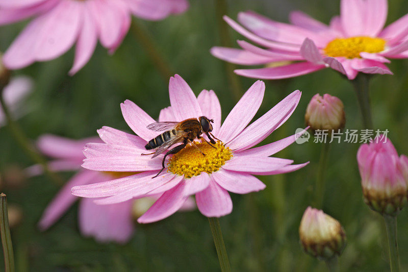 蜜蜂在花上采集花粉