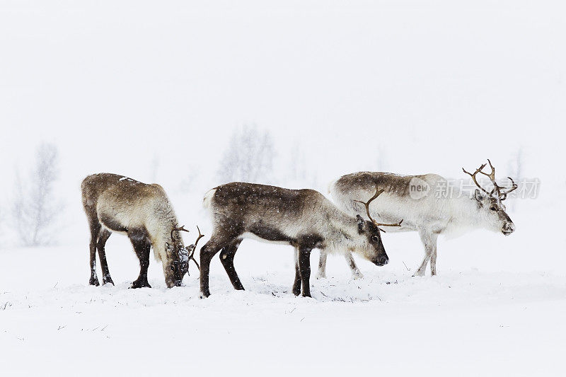 驯鹿在雪地里吃草