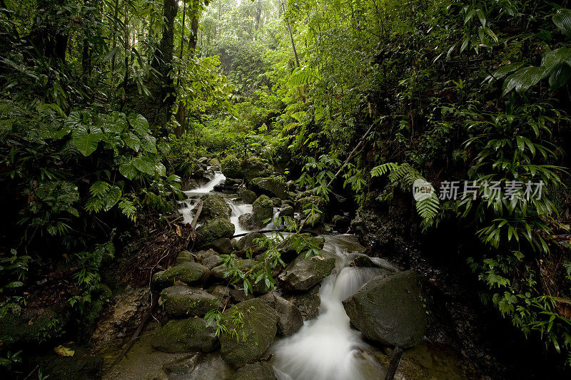 多米尼加的森林溪流