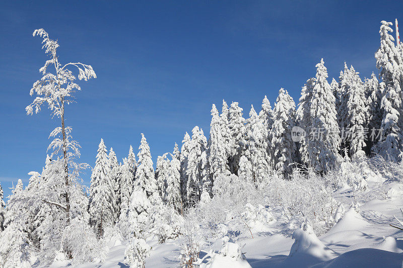 黑森林的冬季景观