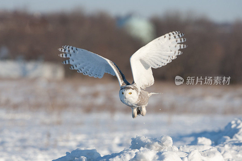 雪鸮