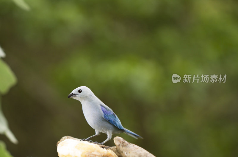 蓝灰色唐纳站在香蕉上