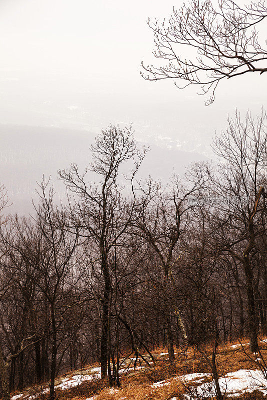 阿巴拉契亚山脉的冬天。Pennsilvania,科勒