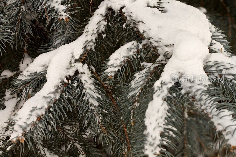 树枝被雪覆盖