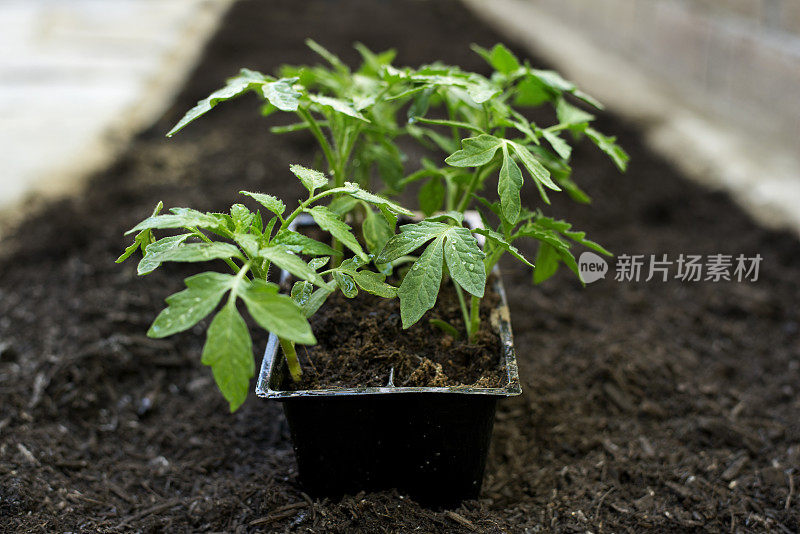 番茄幼苗准备种植