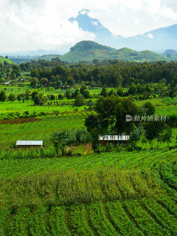 米基诺火山在维龙加山脉和热带农业卢旺达