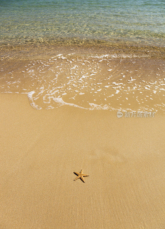 海滩上的海星