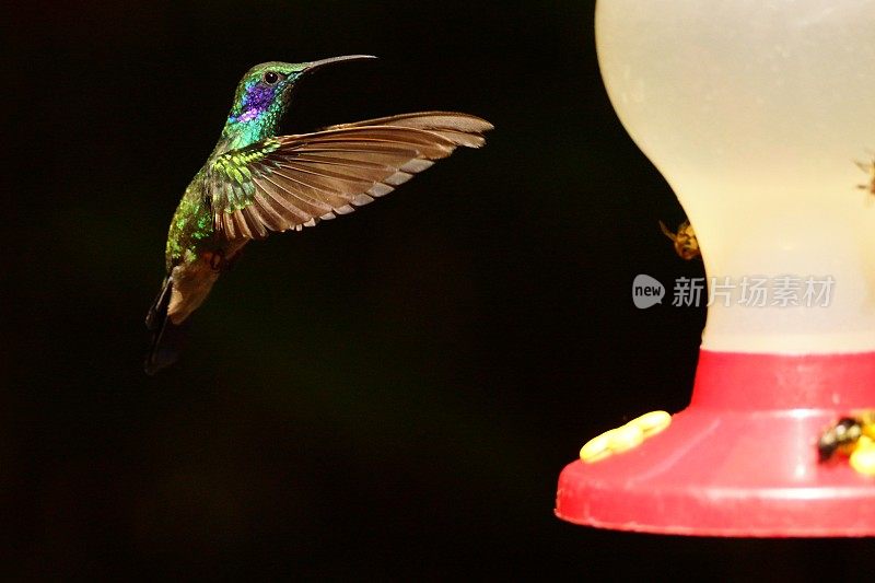 绿色紫罗兰泪蜂鸟在飞行