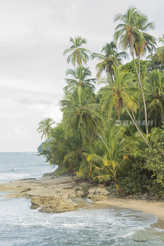 热带哥斯达黎加雨林加勒比海岸棕榈树和海滩