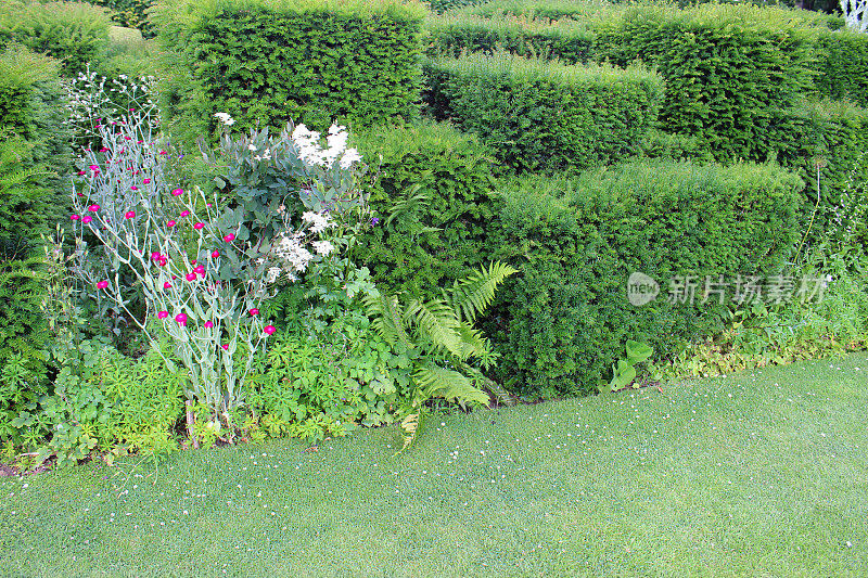 花园草坪小径，草本的边界花，水仙花，修剪的紫杉树篱
