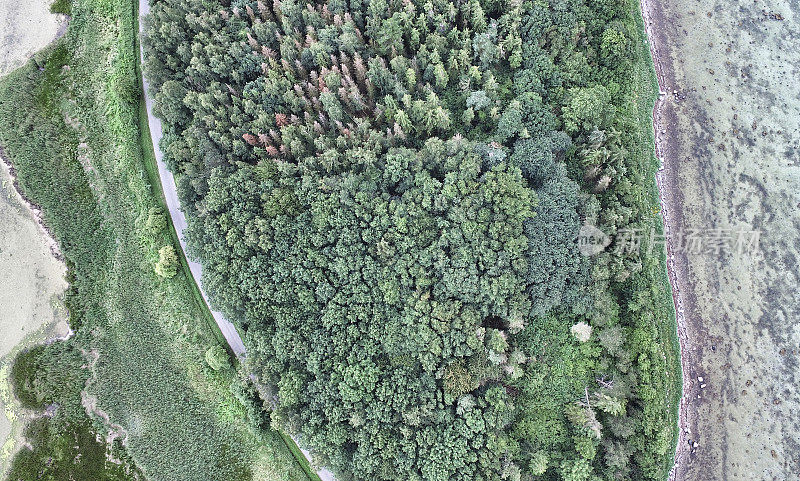 半岛森林