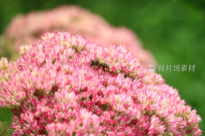 养蜂，花粉，粉红景天花，金凤草，石竹，冰花